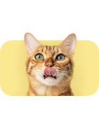 Gatto