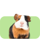 Piccoli animali